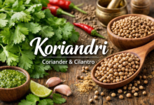 Koriandri